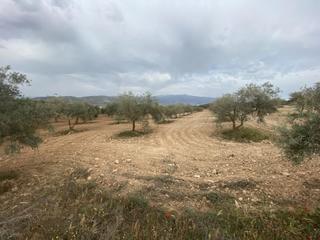 Mas  Polígono polígono 16 parcela 646 cañada de zaldivar. padu. Finca de olivos cerca de padul