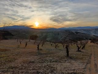 Finca rústica en Polígono 14 parcela 91 cjo pava. alhama de granad 14. Magnífica finca rústica de almendros