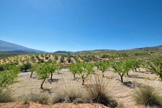 Mas  Gr-3208. Finca rústica en venta