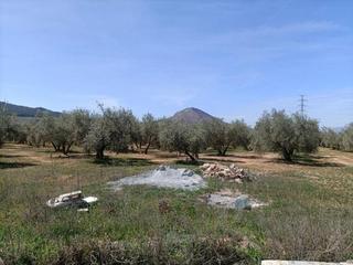 Mas  Polígono la zanja. Finca rústica en venta