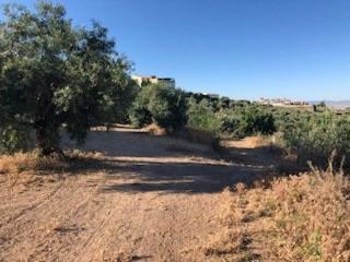 Masia  Avenida de la mina. Terreno de olivos de regadio con 6.601 m2