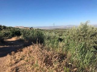 Mas  Avenida de la mina. Terreno de olivos de regadio con 6.601 m2
