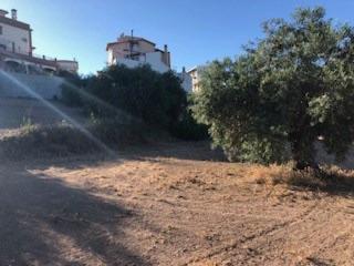 Masia  Avenida de la mina. Terreno de olivos de regadio con 6.601 m2