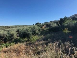 Masia  Avenida de la mina. Terreno de olivos de regadio con 6.601 m2