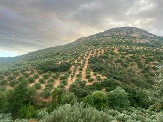 Masia  Calle quinta pesquera. Finca de 2700 olivos en algarinejo granada