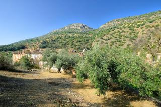 Masia  Calle quinta pesquera. Finca de 2700 olivos en algarinejo granada