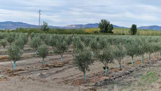Masia a Ctra santa fe a el jau. Finca en la vega entre santa fe y el jau, 55 marjales