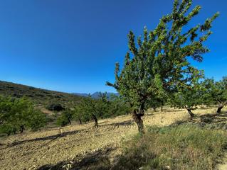 Fondo rustico  Polígono 6 parcela 19 venta del velao. arenas del. Finca rústica en arenas del rey
