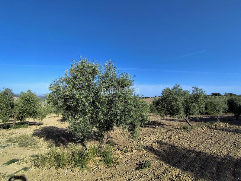 Foto 085638f8-c603-446a-9e6e-694e2e355385. Finca rústica finca de olivos y almendros en Cacín