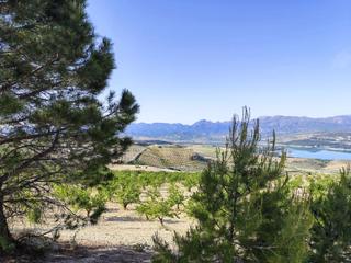 Finca rústica  Polígono 8 parcela 166 cuerda de agron. arenas de. Finca de olivos y almendros