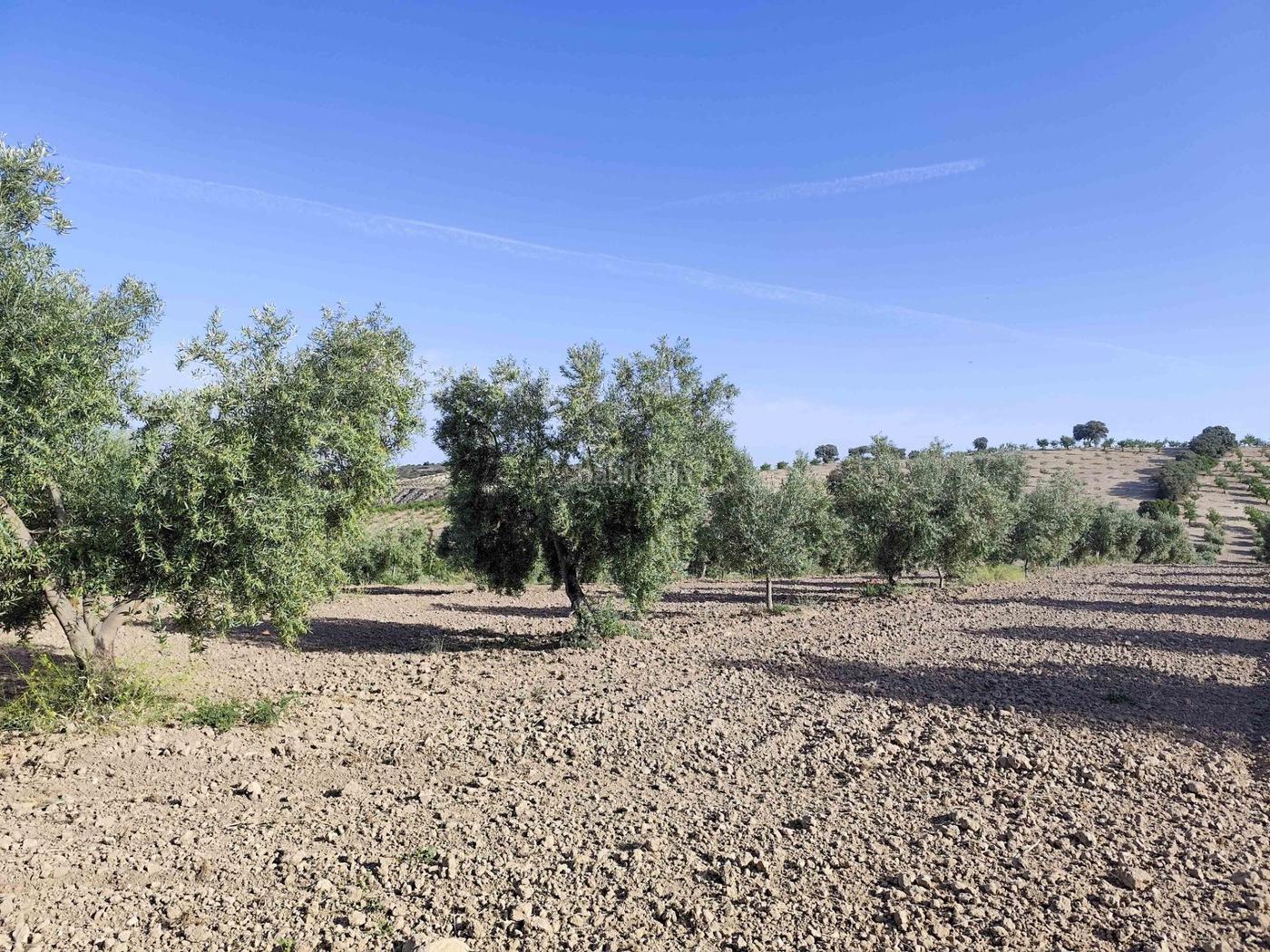 Finca de olivos y almendros Cacn