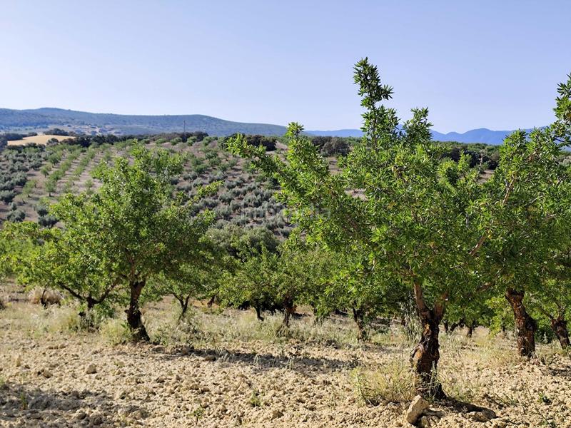 Foto 86e5d673-5d06-48f0-a92e-71d76e5417da. Finca rústica finca de olivos y almendros en Cacín