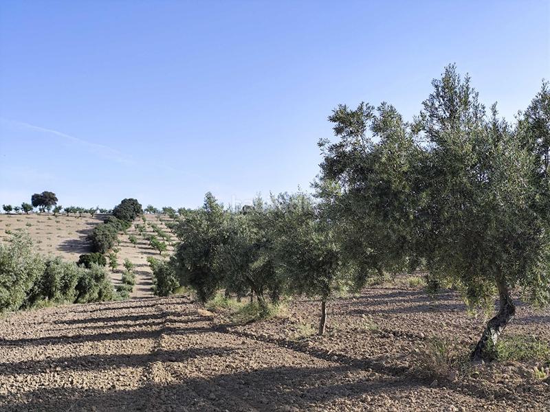 Foto 871d7c11-42a9-4a6e-a891-03473c618562. Finca rústica finca de olivos y almendros en Cacín