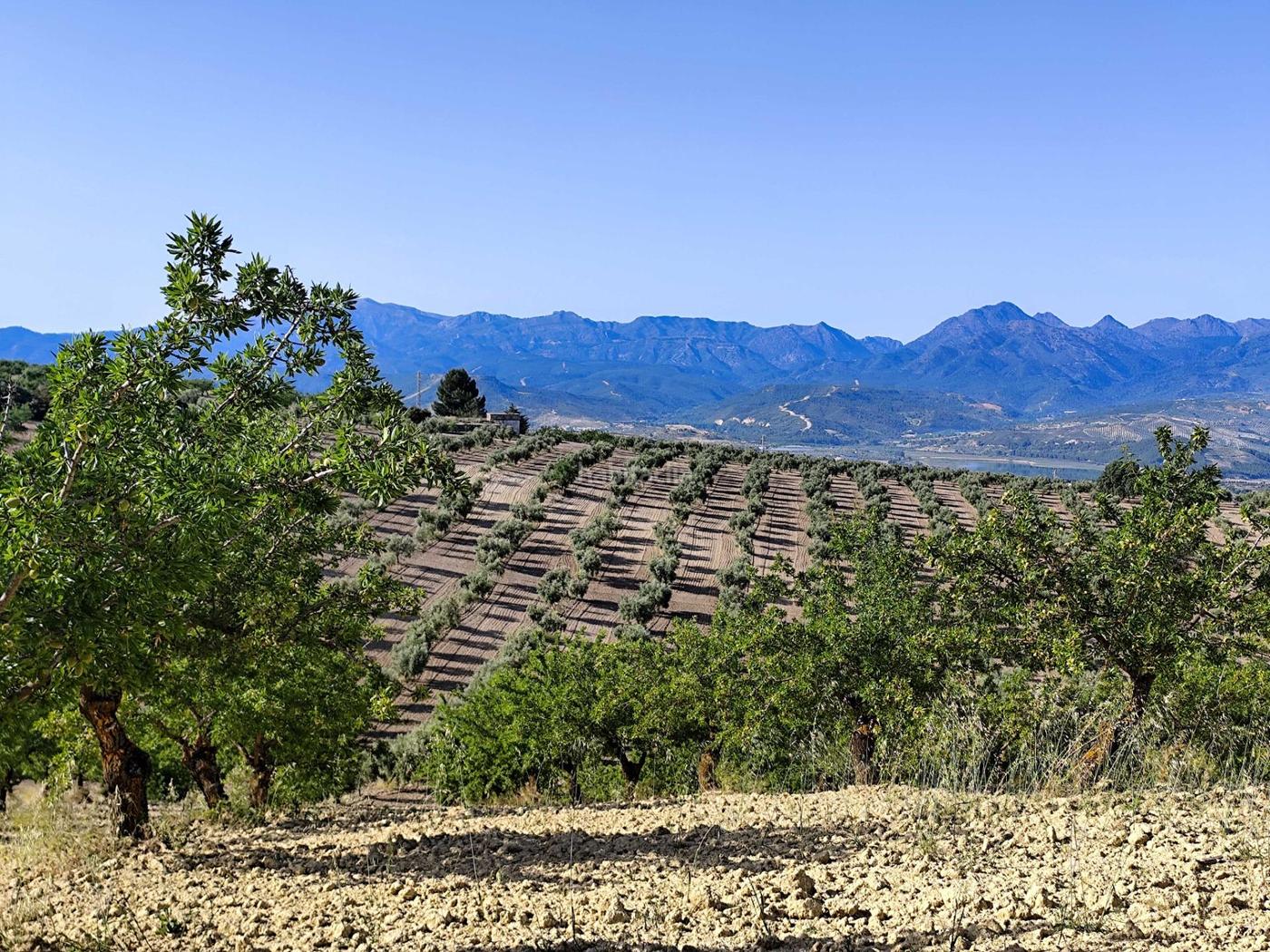 Finca de olivos y almendros Cacn
