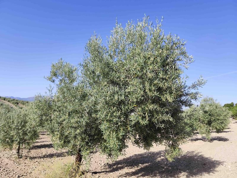 Foto b63ee66f-c56a-40c3-9b5d-37488d92091b. Finca rústica finca de olivos y almendros en Cacín