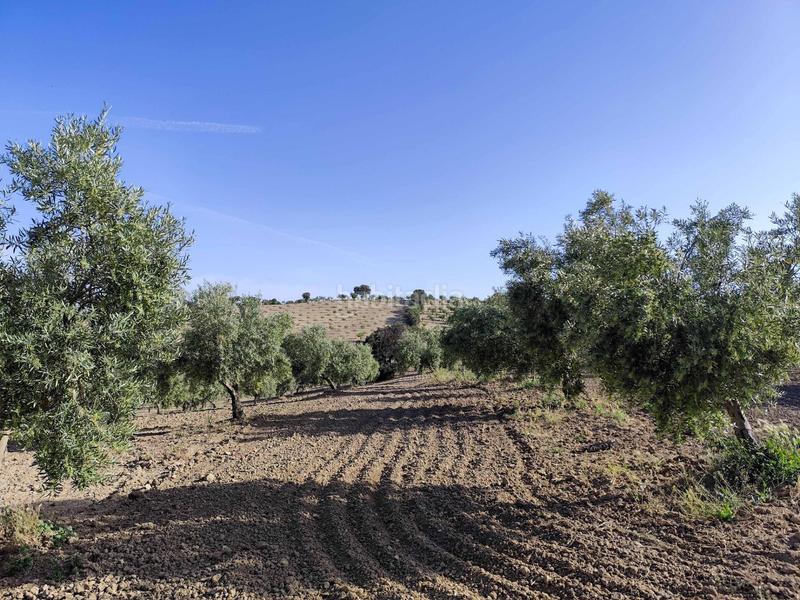 Foto c6e9106c-14b7-448d-8519-47f22998eb10. Finca rústica finca de olivos y almendros en Cacín