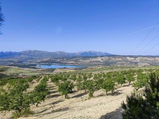 Fondo rustico  Polígono 8 parcela 166 cuerda de agron. arenas de. Finca de olivos y almendros