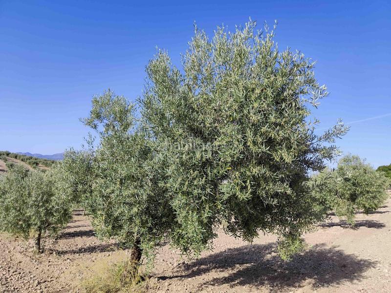 Foto dab40894-1626-460b-8430-2b6450b4e0cd. Finca rústica finca de olivos y almendros en Cacín