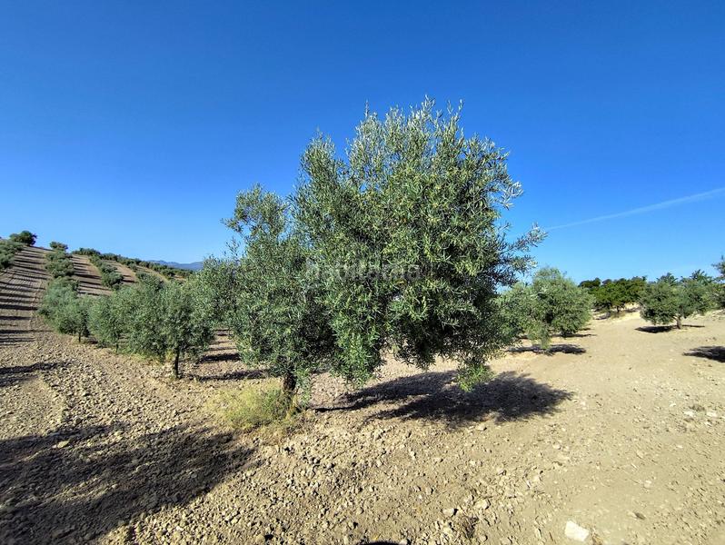 Foto f9a2d99f-f08a-4228-8a33-63f2f2360f97. Finca rústica finca de olivos y almendros en Cacín