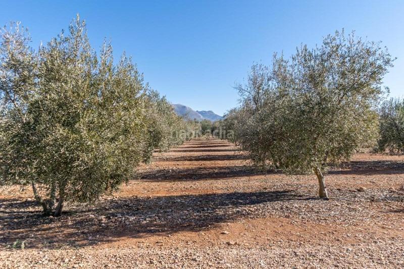 Foto 0a329055-dfa6-4525-b237-04c82b48b11c. Masía olivar en venta en Cogollos de la Vega
