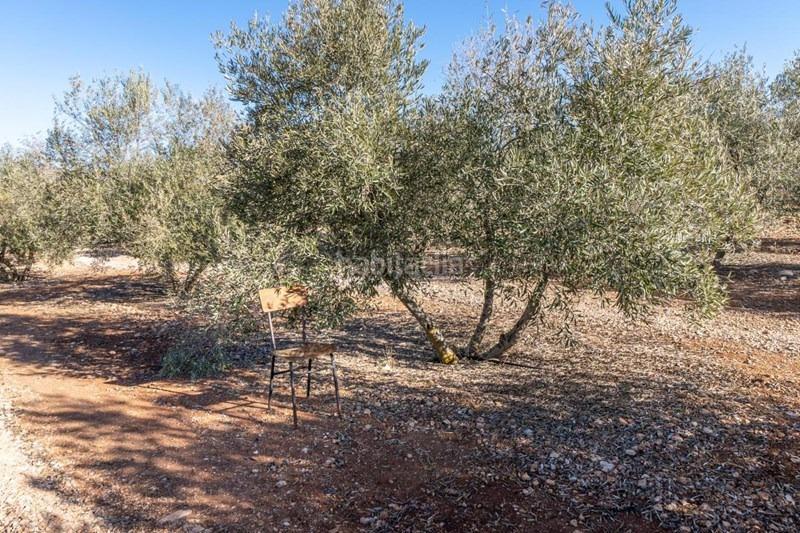 Foto 1fc67769-9a90-423c-b1c3-f5b04dec3781. Masía olivar en venta en Cogollos de la Vega