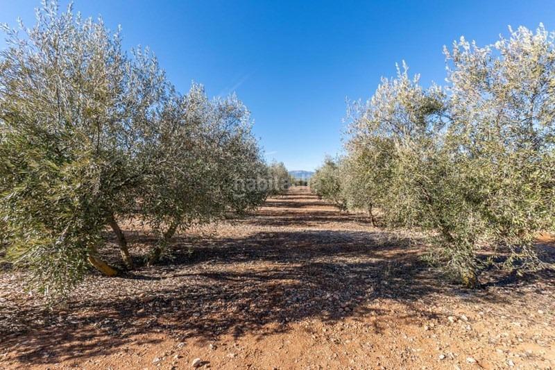 Foto 2df96c92-fe51-46e8-b8c3-e6445e88f2cd. Masía olivar en venta en Cogollos de la Vega