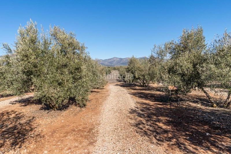 Foto 2f65b327-59f9-4a69-a24b-0b94dfa15304. Masía olivar en venta en Cogollos de la Vega