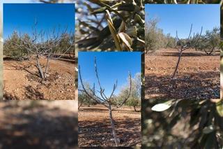 Mas  Pago cortijo de las monjas poligono 1 parcela 193. Olivar en venta