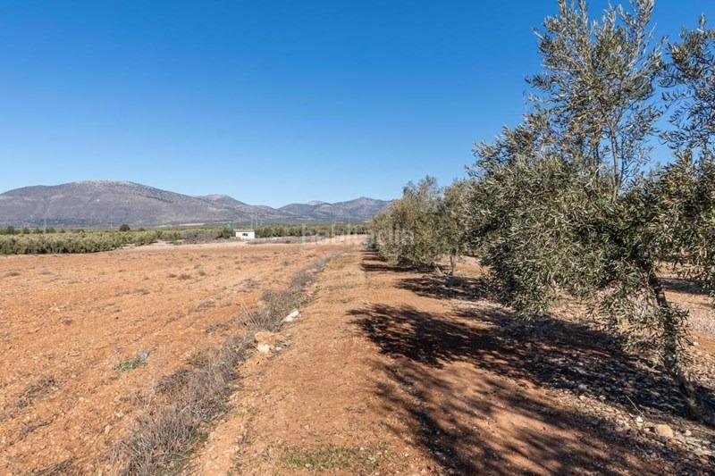 Foto 65332a7e-ac54-4144-9894-8b3c3dcd65e8. Masía olivar en venta en Cogollos de la Vega