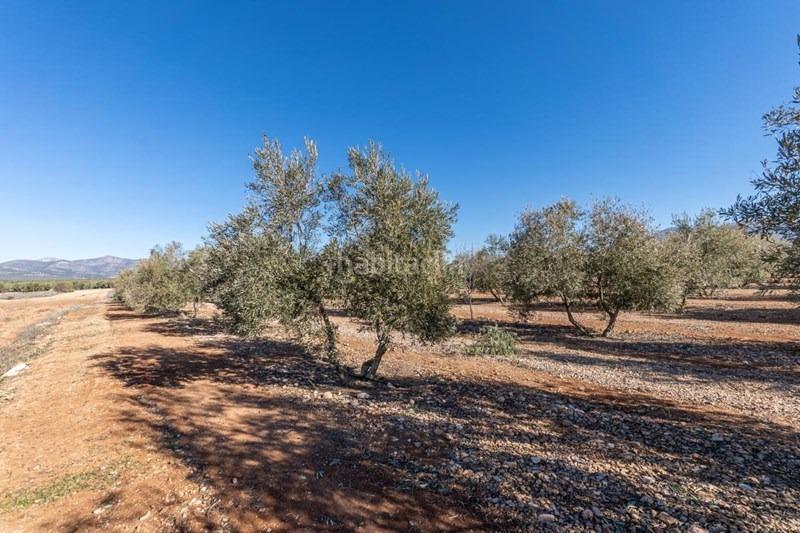 Foto 816f71cb-edaa-43ee-a9a1-4eabaf12a633. Masía olivar en venta en Cogollos de la Vega