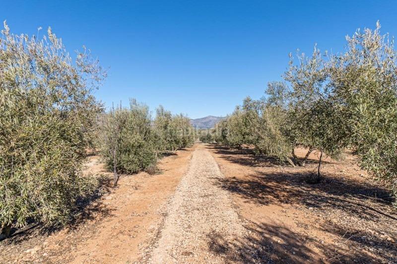 Foto 84876599-9b60-45de-b64a-04c7b7ebed97. Masía olivar en venta en Cogollos de la Vega