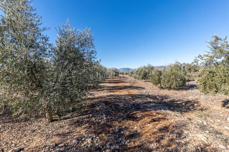 Foto 8e18cd64-ae4c-4b20-9616-d03b1413e455. Masía olivar en venta en Cogollos de la Vega