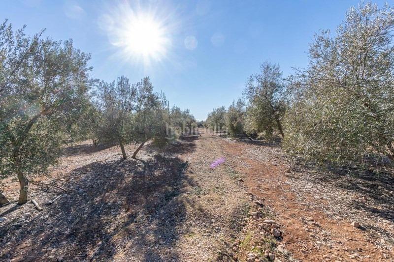 Foto 921a70ab-dd41-4329-99e6-c1d00d73ade7. Masía olivar en venta en Cogollos de la Vega