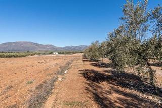 Masia  Pago cortijo de las monjas poligono 1 parcela 193. Olivar en venta