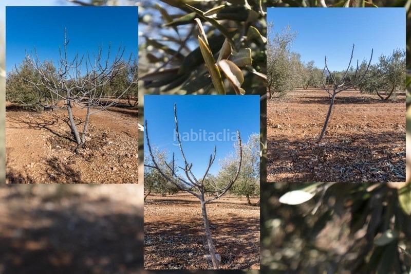 Foto c1d0a88d-0d3a-40fc-a18a-362c625fcc9c. Masía olivar en venta en Cogollos de la Vega