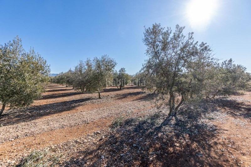 Foto c8c8e921-a885-4641-9f85-7e8b98b19042. Masía olivar en venta en Cogollos de la Vega