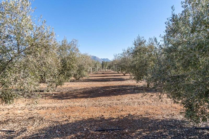 Foto d0779ea4-97be-4011-8c53-e005aa05e922. Masía olivar en venta en Cogollos de la Vega