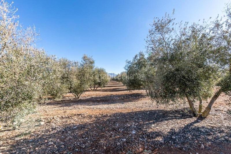 Foto de847e92-97ea-4323-9cf2-cc728720b8b1. Masía olivar en venta en Cogollos de la Vega