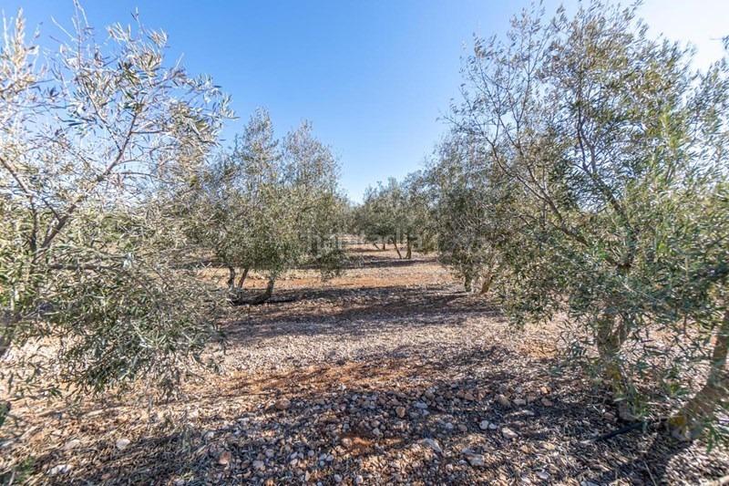Foto fb0d8e32-2b43-47ec-ac77-7cc6a8d01c3c. Masía olivar en venta en Cogollos de la Vega