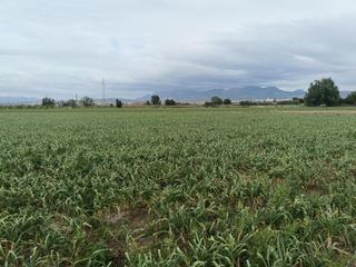 Rural plot in Purchil. Magnifica parcela en la vega granadina