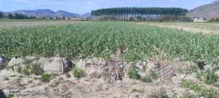 Finca rústica a Fuente Vaqueros. Dos fincas junto a  pedro ruiz