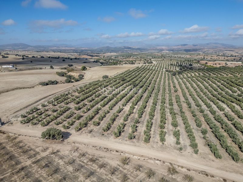 Foto 1d8fbb21-54bc-421d-88f8-724676078d7d. Finca rústica a Alamedilla