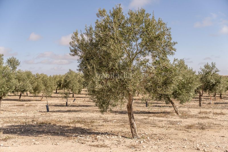 Foto d515f1cc-f8a7-4483-b5e8-8263f2302fce. Finca rústica a Alamedilla