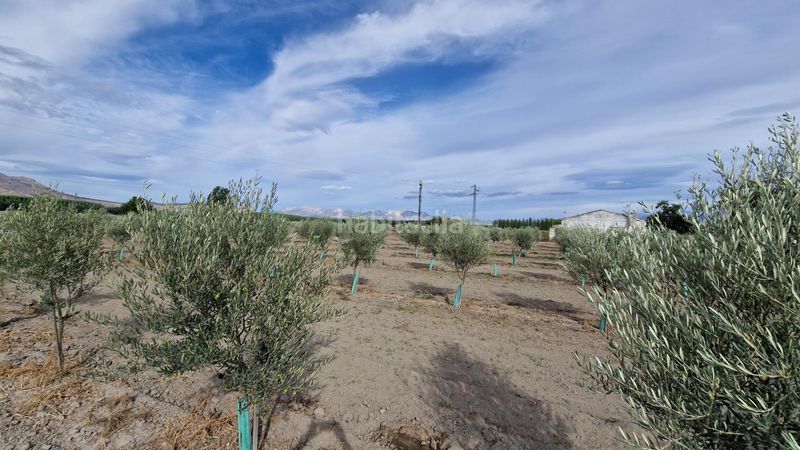 Foto 4b1f04c1-8d7e-483e-a5c9-79d4c510e603. Finca rústica a ctra Santa Fe a el jau a Santa Fe