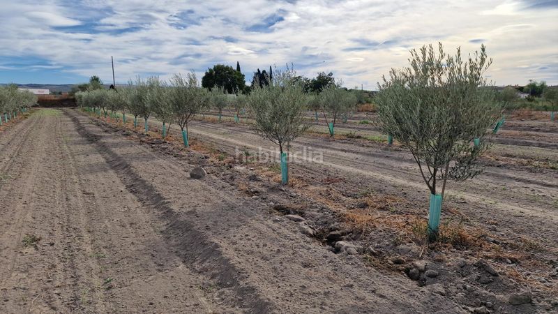 Foto 6599bd65-aff6-4232-8621-b207499320d6. Finca rústica a ctra Santa Fe a el jau a Santa Fe
