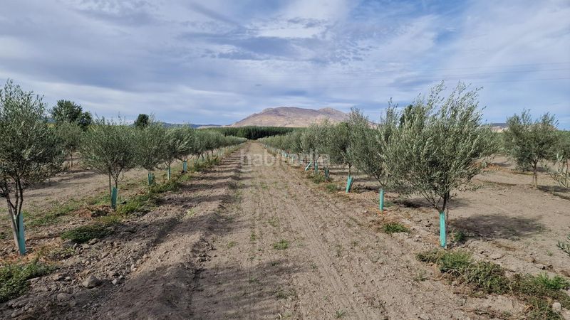 Foto a61e3200-1265-4f12-9aa3-95df40b75fdd. Finca rústica a ctra Santa Fe a el jau a Santa Fe