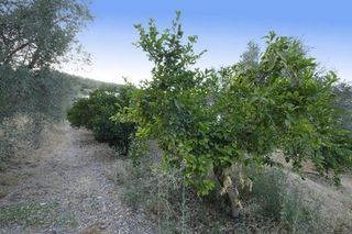 Finca rústica  Pasaje polígono 5 parcela 136 serrezuela. villamena (gra. Finca rústica en cónchar