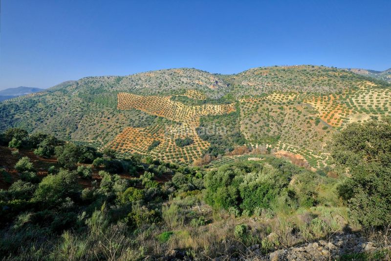 Foto 188b03bf-53ef-48d4-8fd6-03b46981d2fe. Finca rústica a Algarinejo