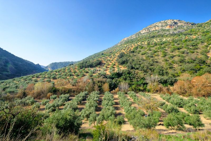 Foto 905e8ca8-4a6b-4311-b017-3eb2cbcd7f93. Finca rústica a Algarinejo