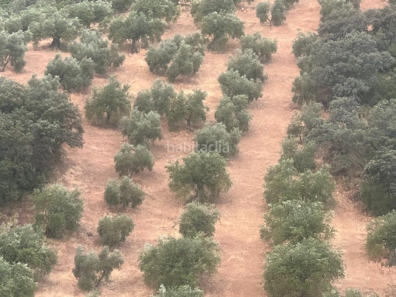 Foto 9fbb89b5-4f91-4cdc-83fa-11bf4ece6998. Finca rústica a Algarinejo